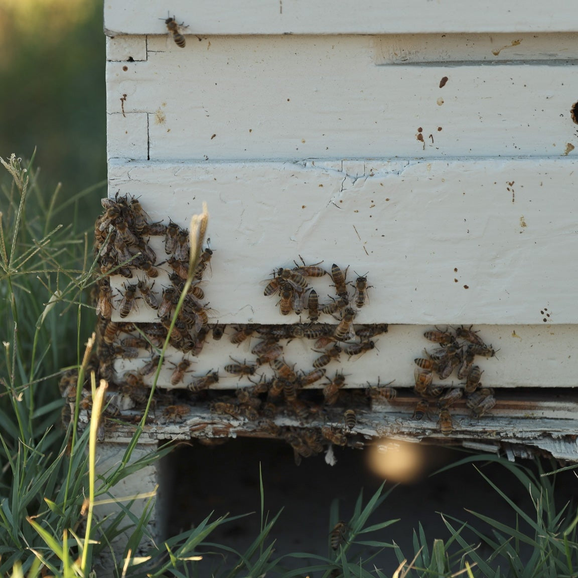 Bees around a beehive entrance with grass in the foreground