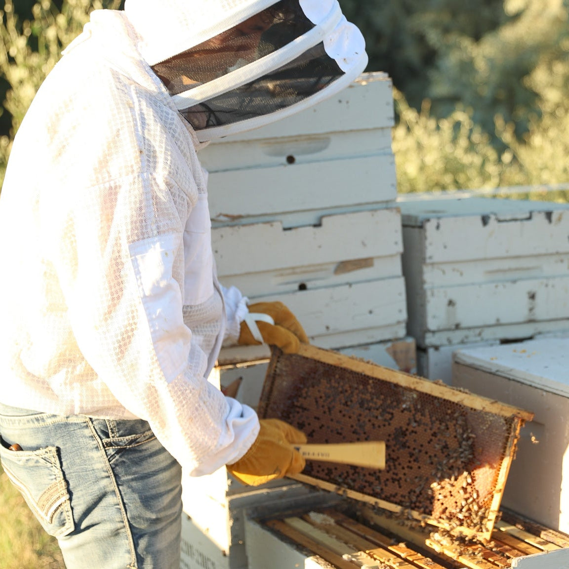 Young Beekeeper inspecting broodcomb from a beehive