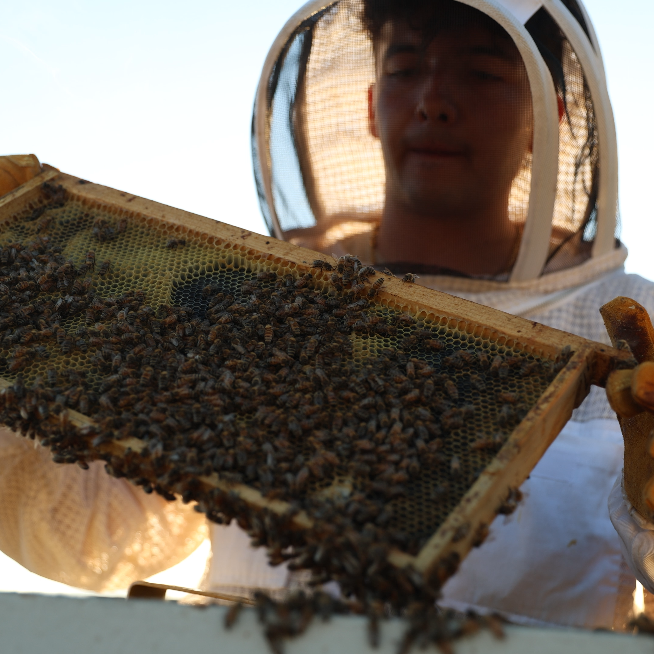 Person in a beekeeping suit holding a honeycomb frame with bees.