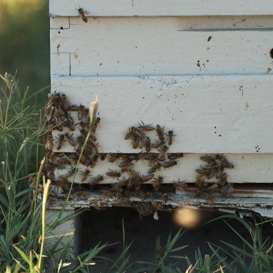Bees around a beehive entrance with grass in the foreground